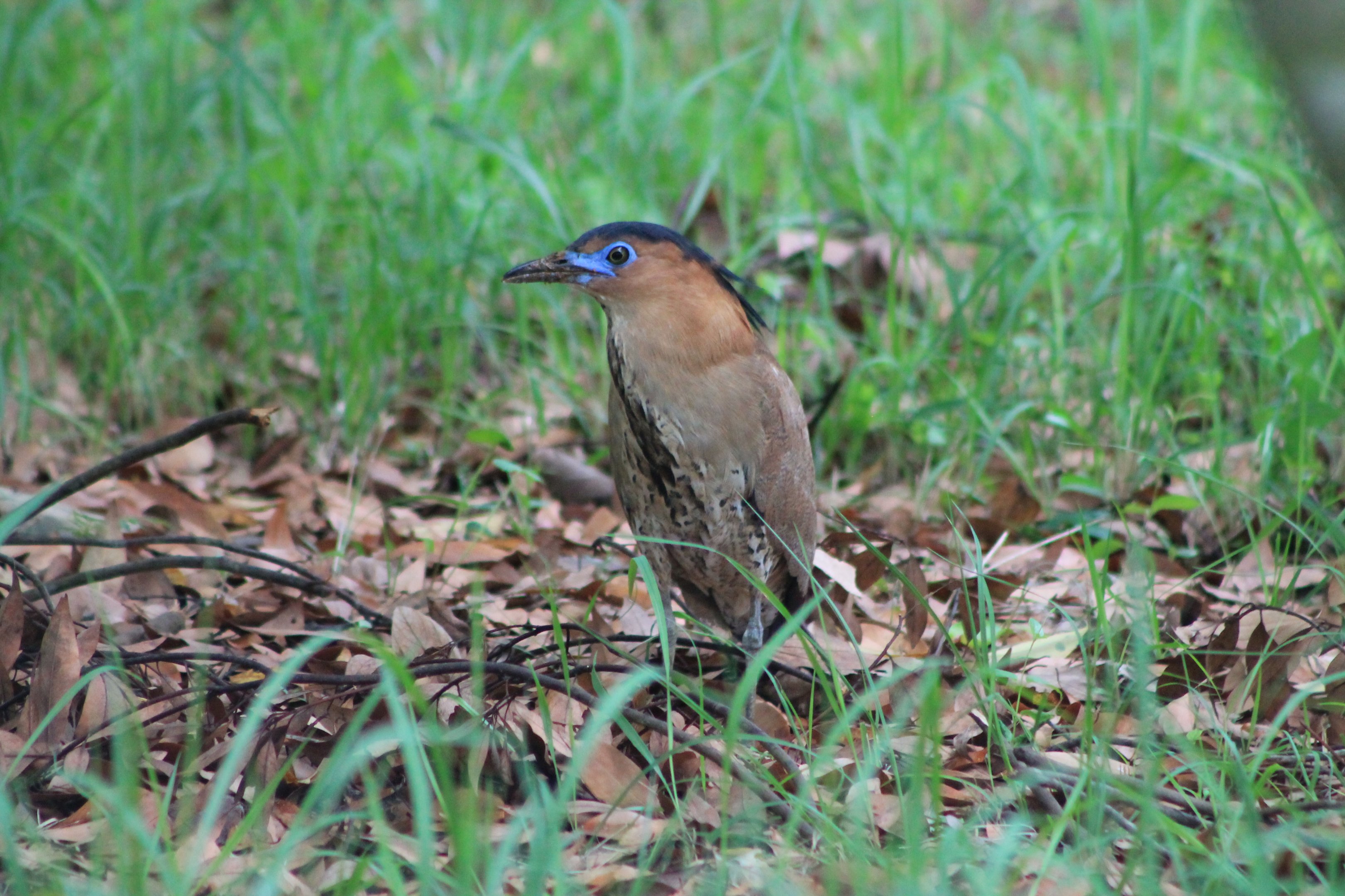 Malayan Night Heron (Gorsarchius melanolophus)