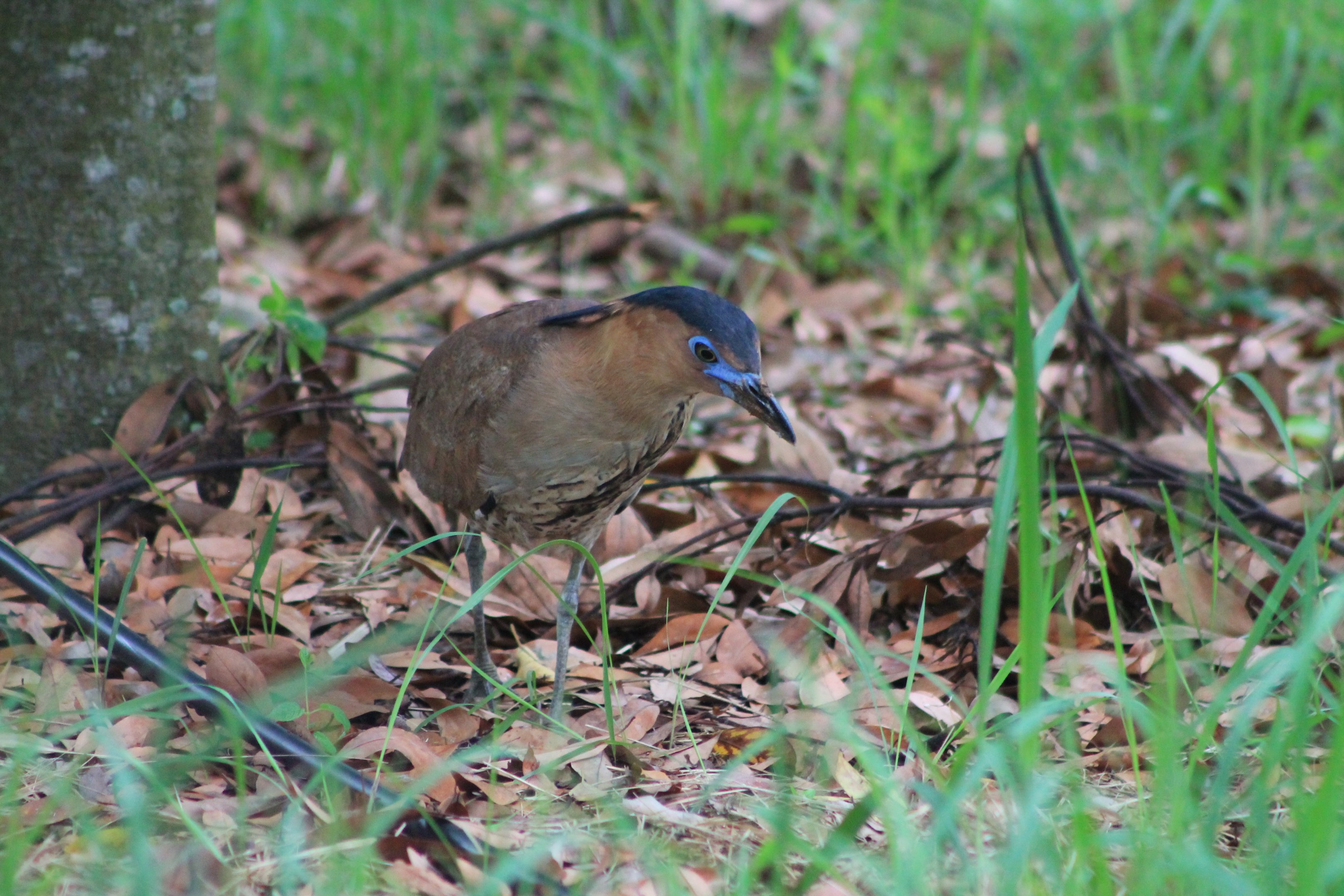Malayan Night Heron (Gorsarchius melanolophus)