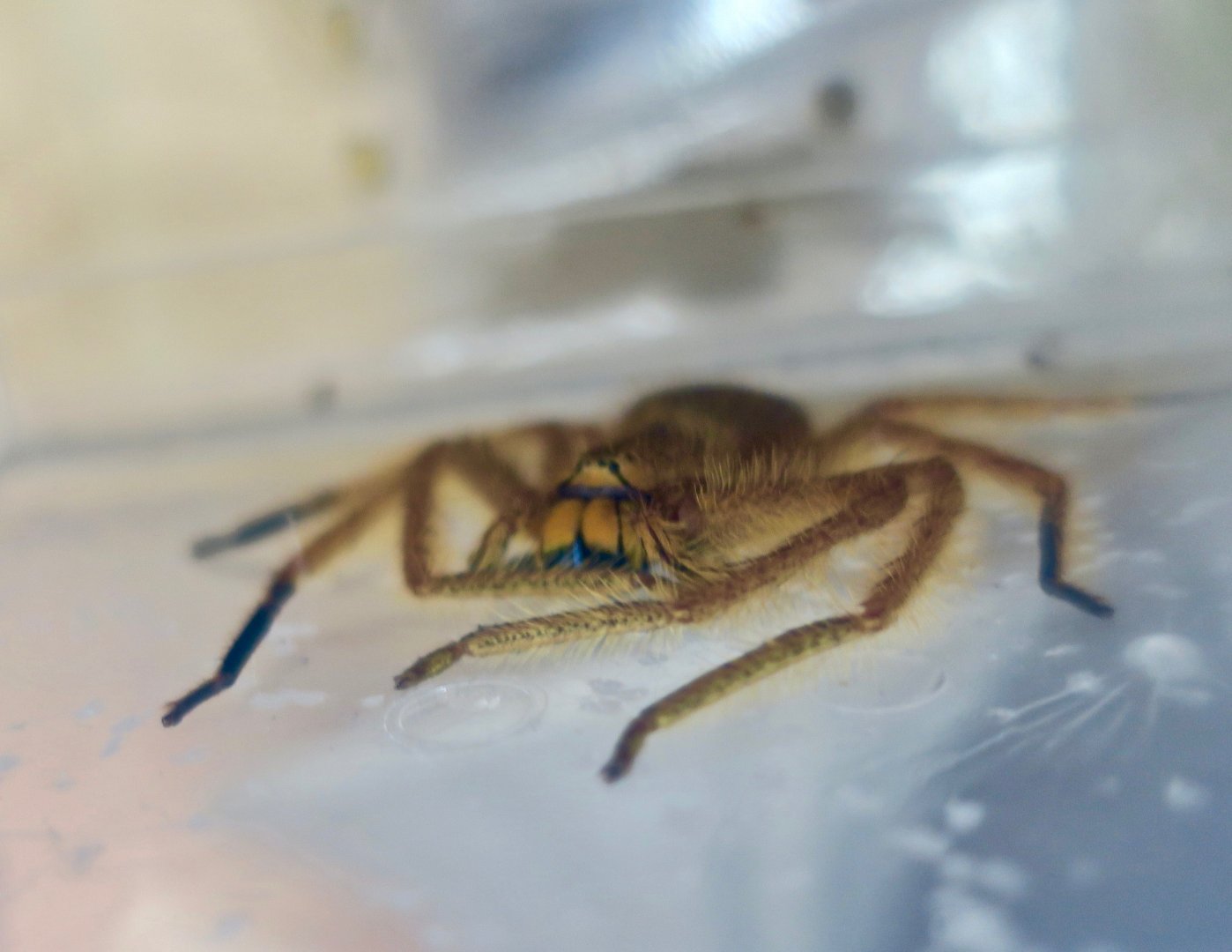 Malayan Orange Huntsman Spider (Thelcticopis modesta)