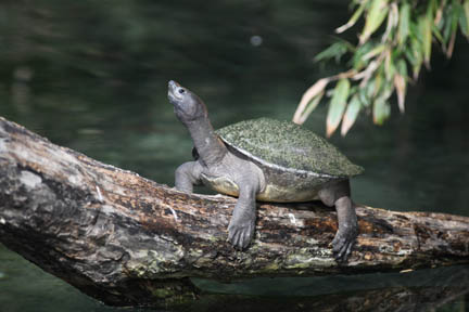 malayan painted turtle - Feb 2012