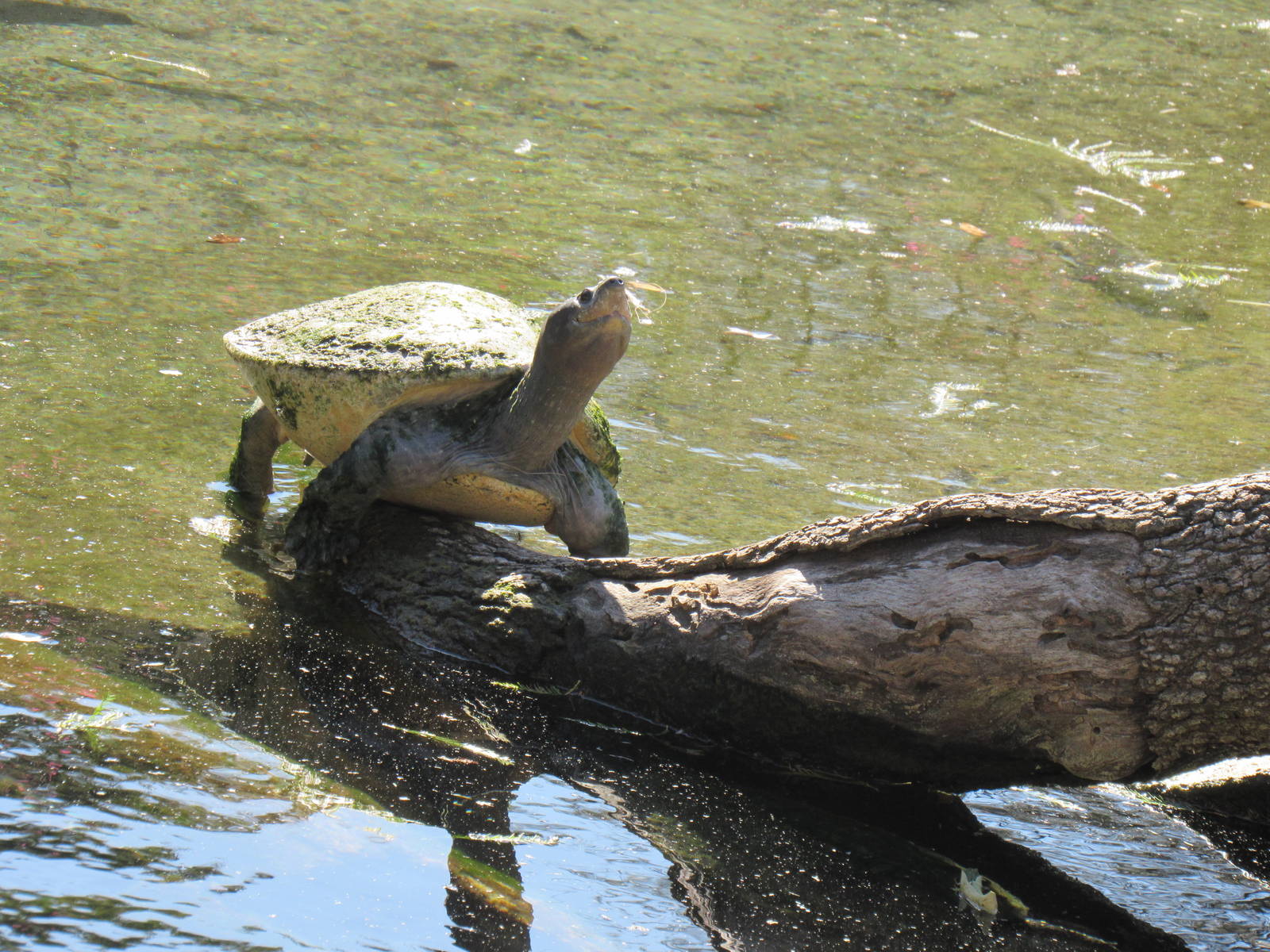 Malayan Painted Turtle