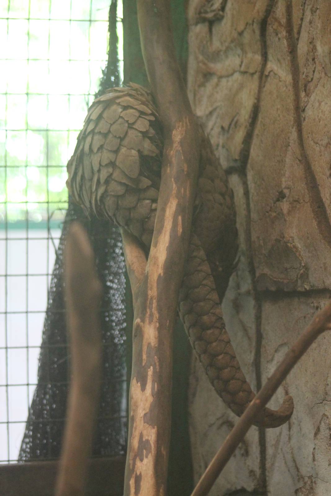 Malayan Pangolin (Manis javanica)