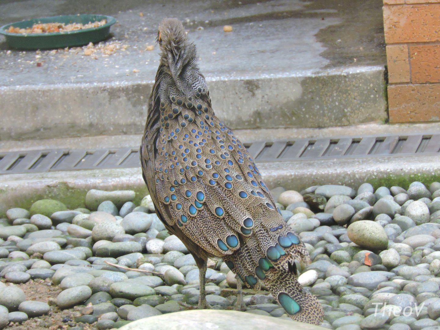 Malayan peacock-pheasant [2016]