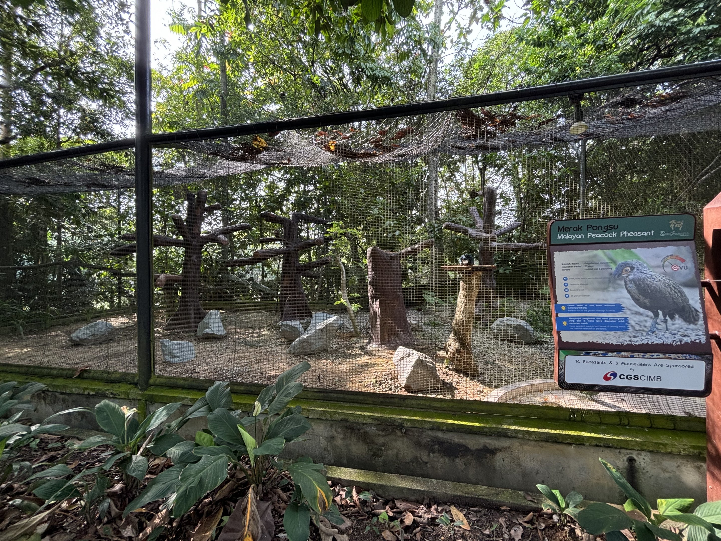 Malayan Peacock Pheasant Aviary