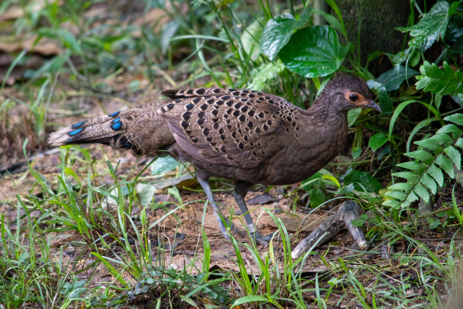Malayan Peacock-pheasant (Female)