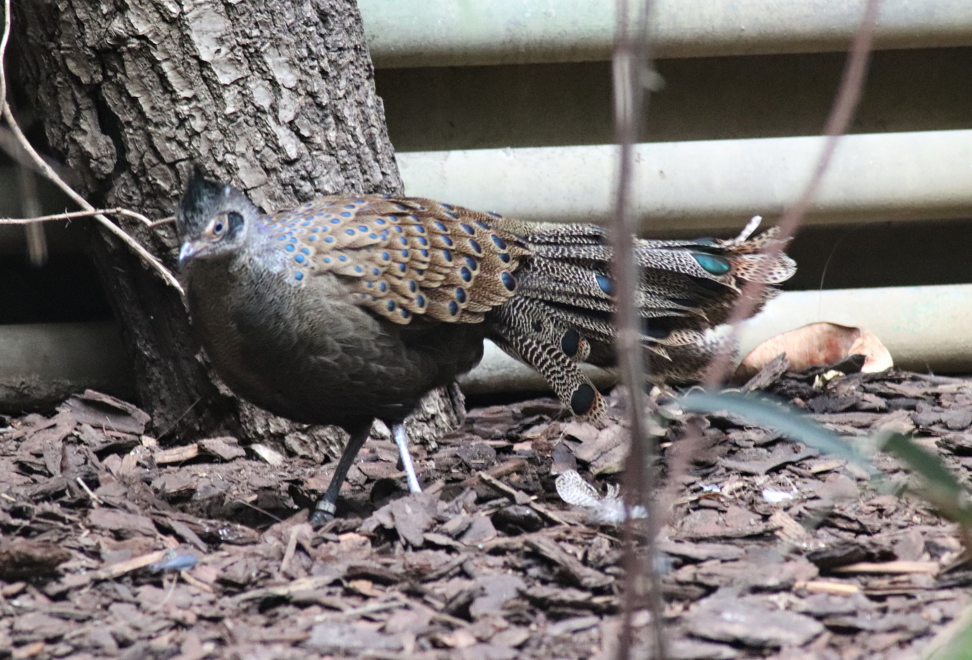 Malayan peacock-pheasant (Polyplectron malacense) in Paradieshalle