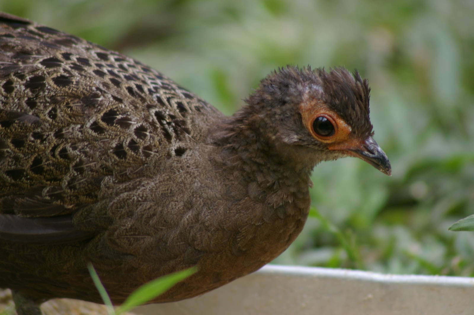 Malayan peacock-pheasant (Polyplectron malacense)