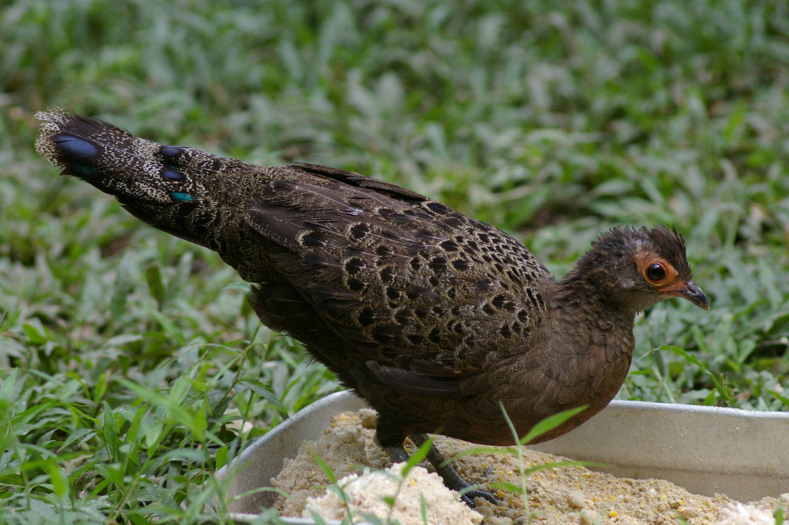 Malayan peacock-pheasant (Polyplectron malacense)
