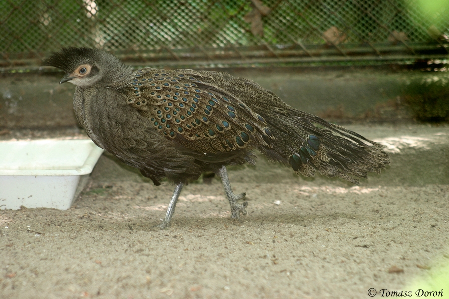 Malayan Peacock-pheasant (Polyplectron malacense)