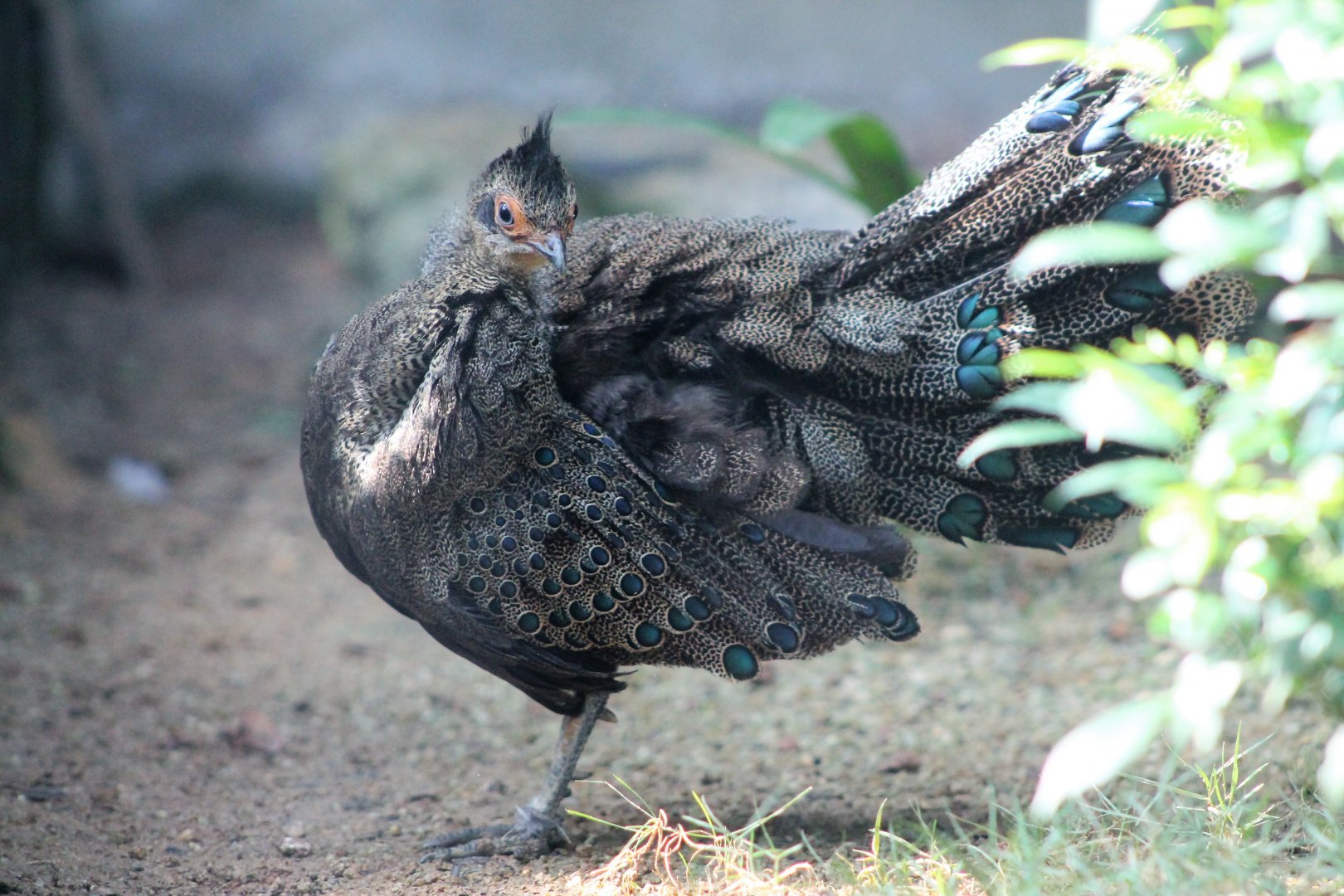 Malayan Peacock-pheasant (Polyplectron malacense)