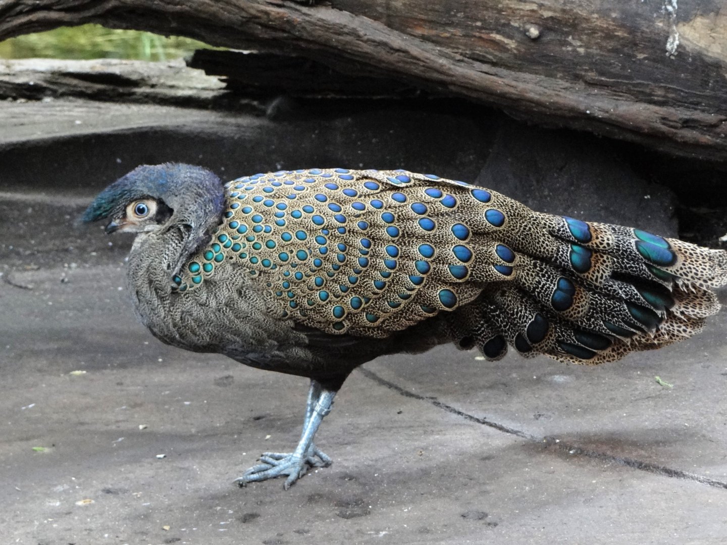 Malayan peacock-pheasant (Polyplectron malacense)