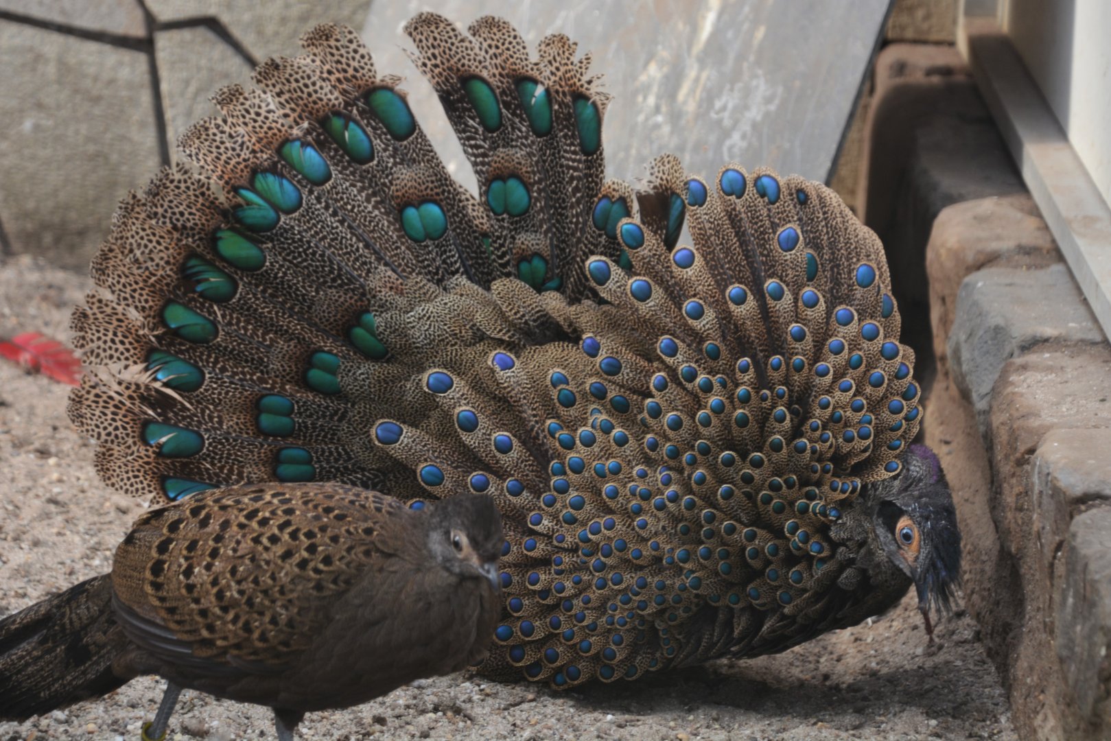 Malayan peacock-pheasant (Polyplectron malacense)