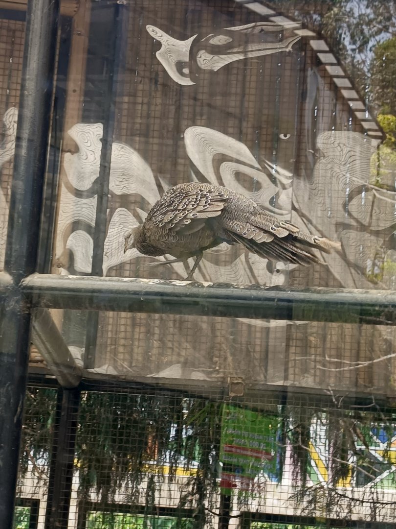 Malayan Peacock-Pheasant (Polyplectron malacense)