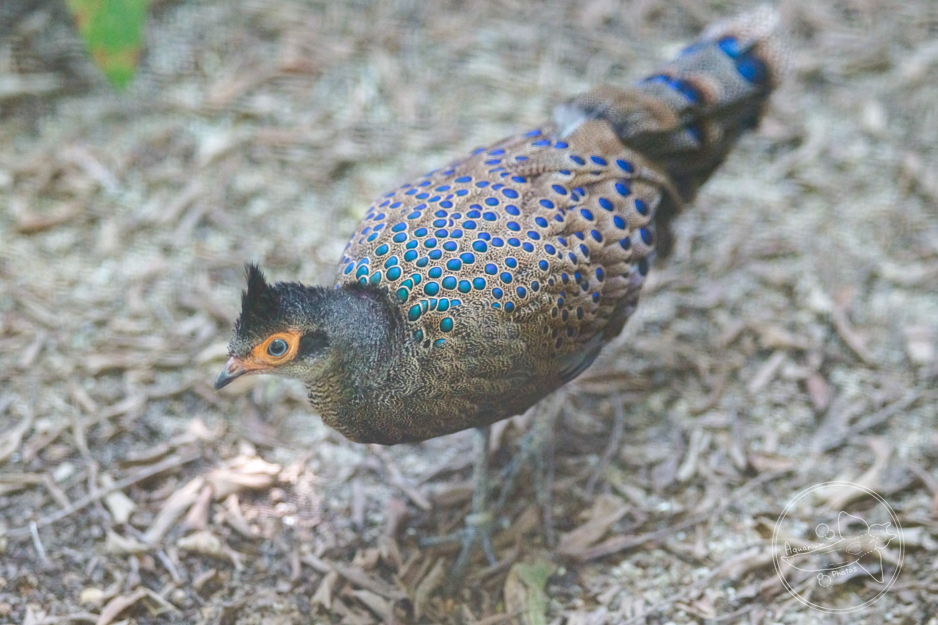 Malayan Peacock-pheasant (Polyplectron malacense)