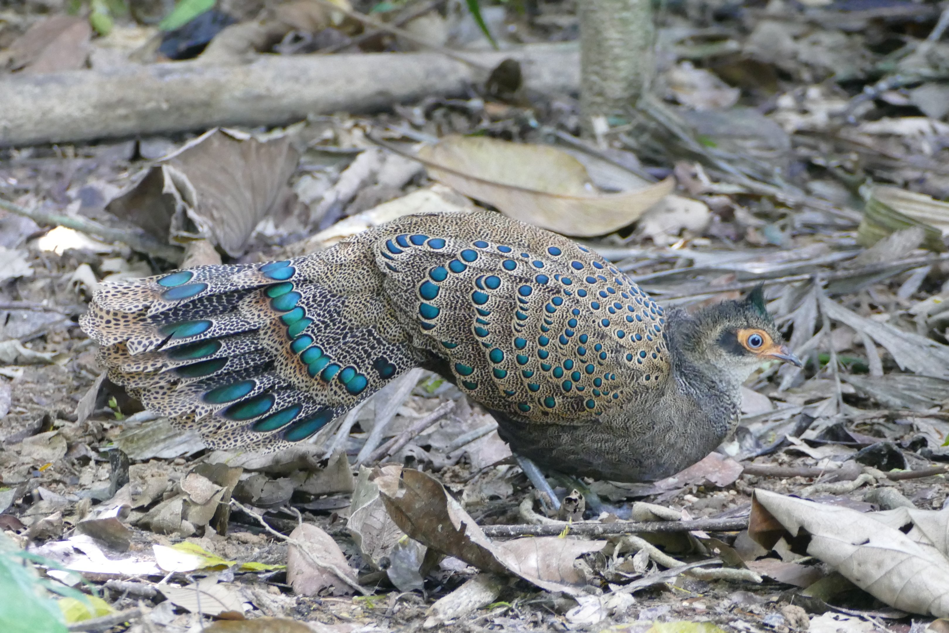 Malayan Peacock-Pheasant - Taman Negara