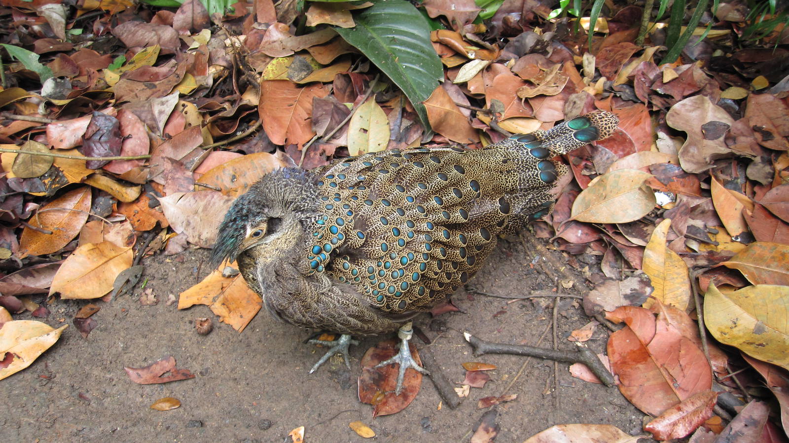 Malayan Peacock Pheasant