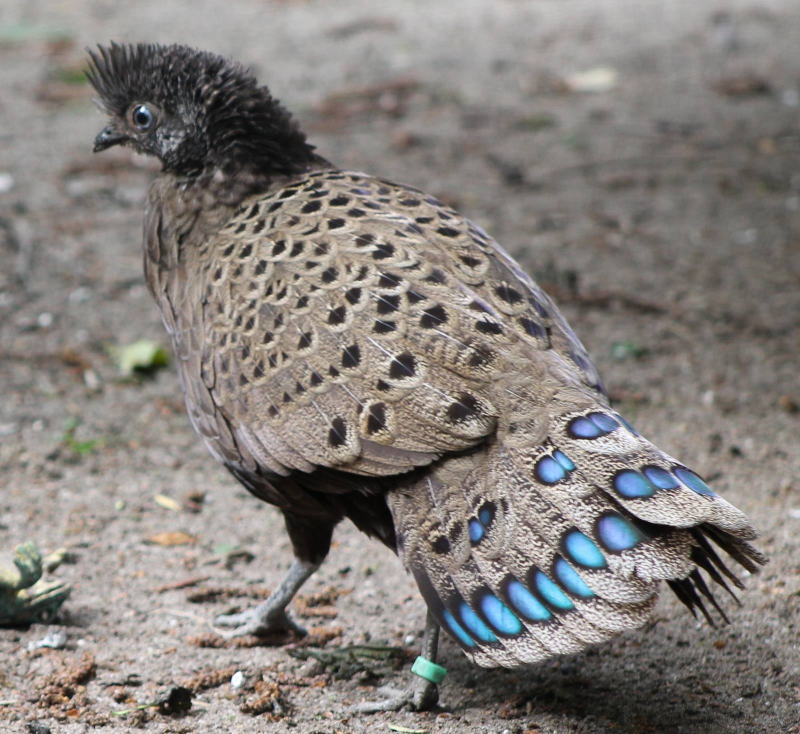 Malayan peacock-pheasant