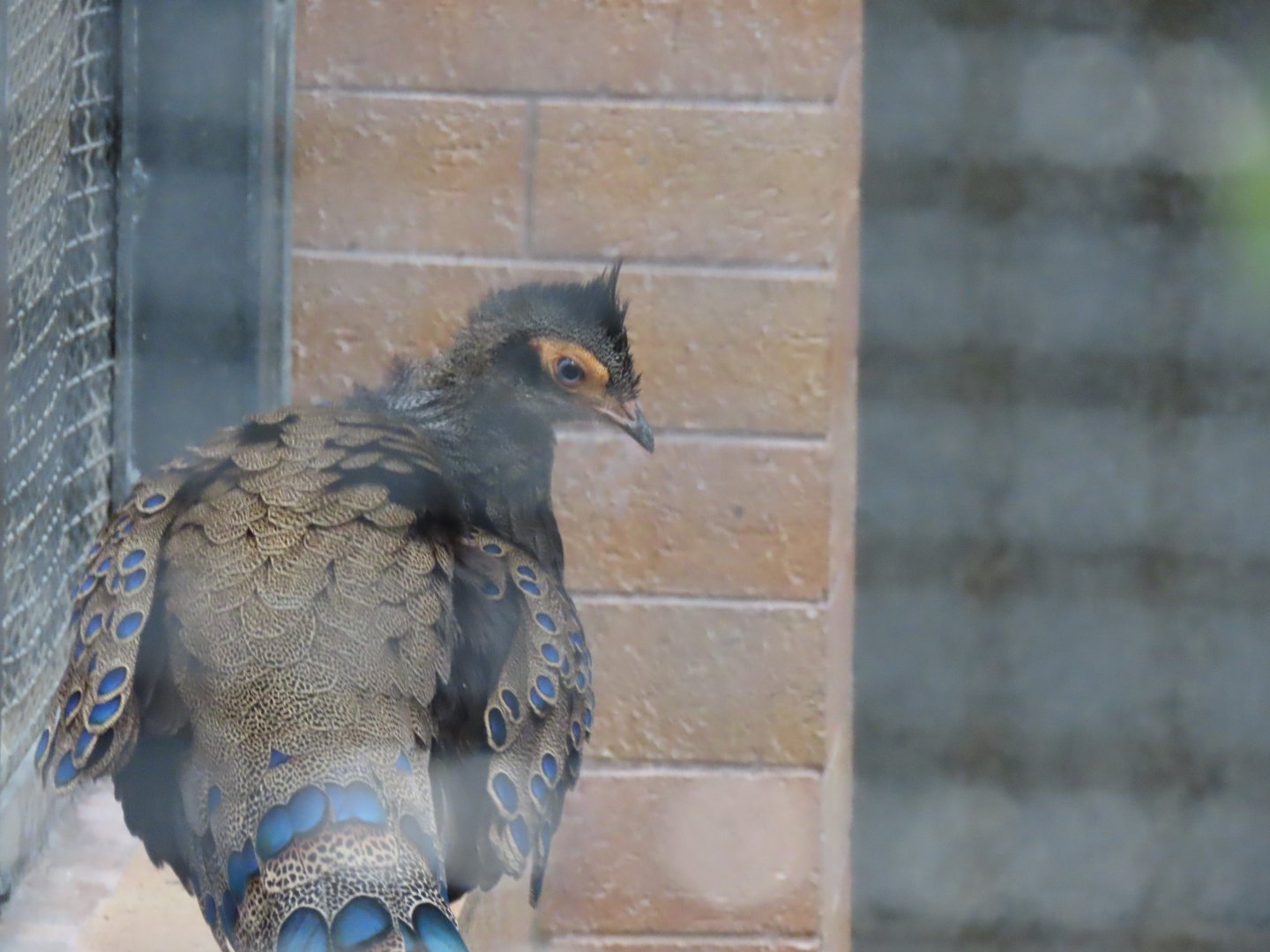 Malayan peacock pheasant