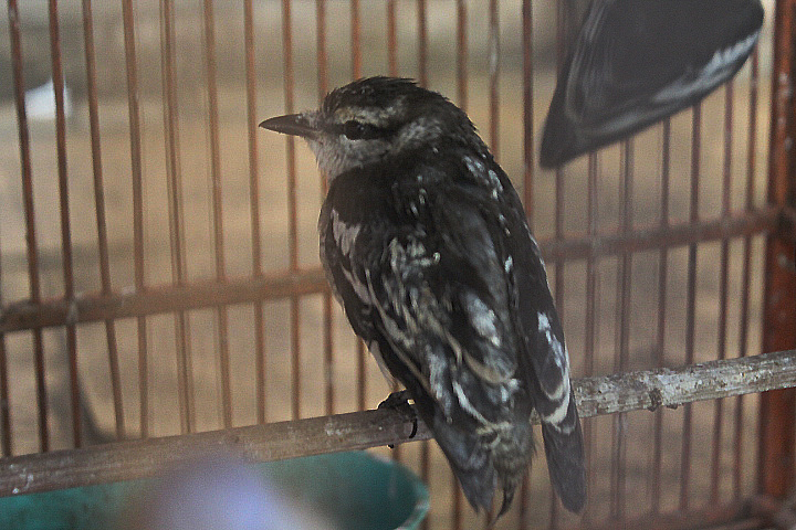 Malayan pied triller (Lalage nigra striga)