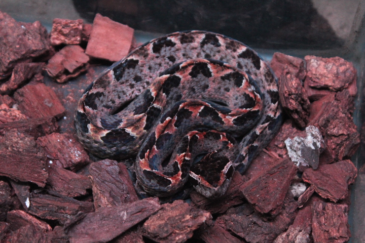 Malayan pit viper (Calloselasma rhodostoma rhodostoma)