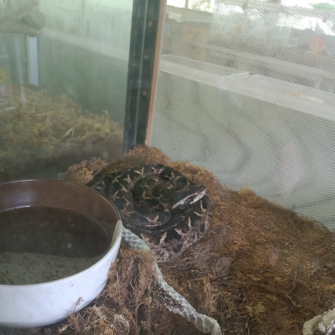 Malayan pit viper (Calloselasma rhodostoma) - Sato Loka Resto & Conservation Park