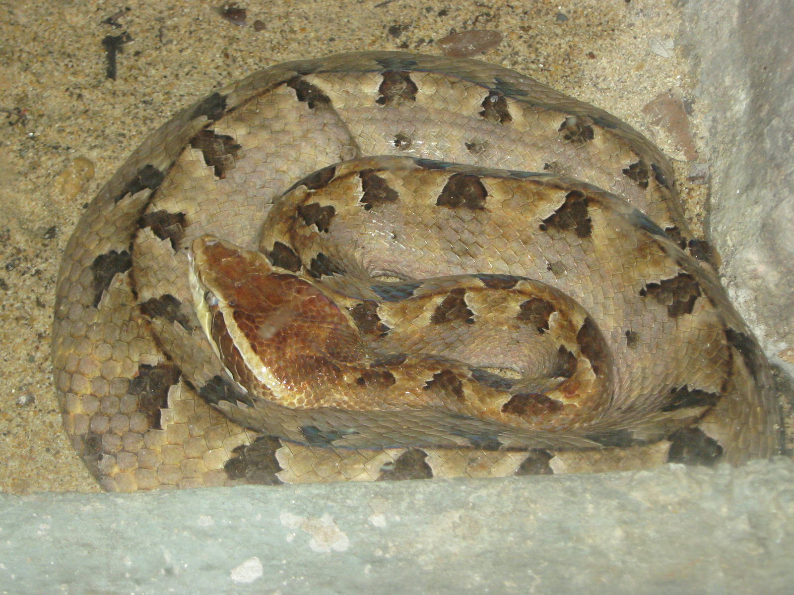 Malayan pit-viper (Calloselasma rhodostoma)
