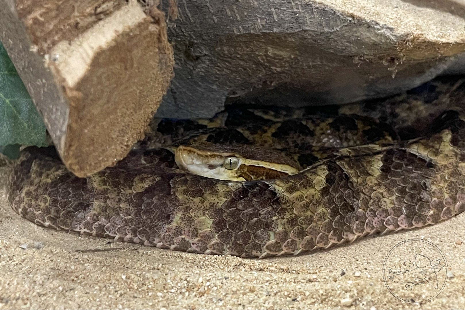 Malayan Pit Viper (Calloselasma rhodostoma)