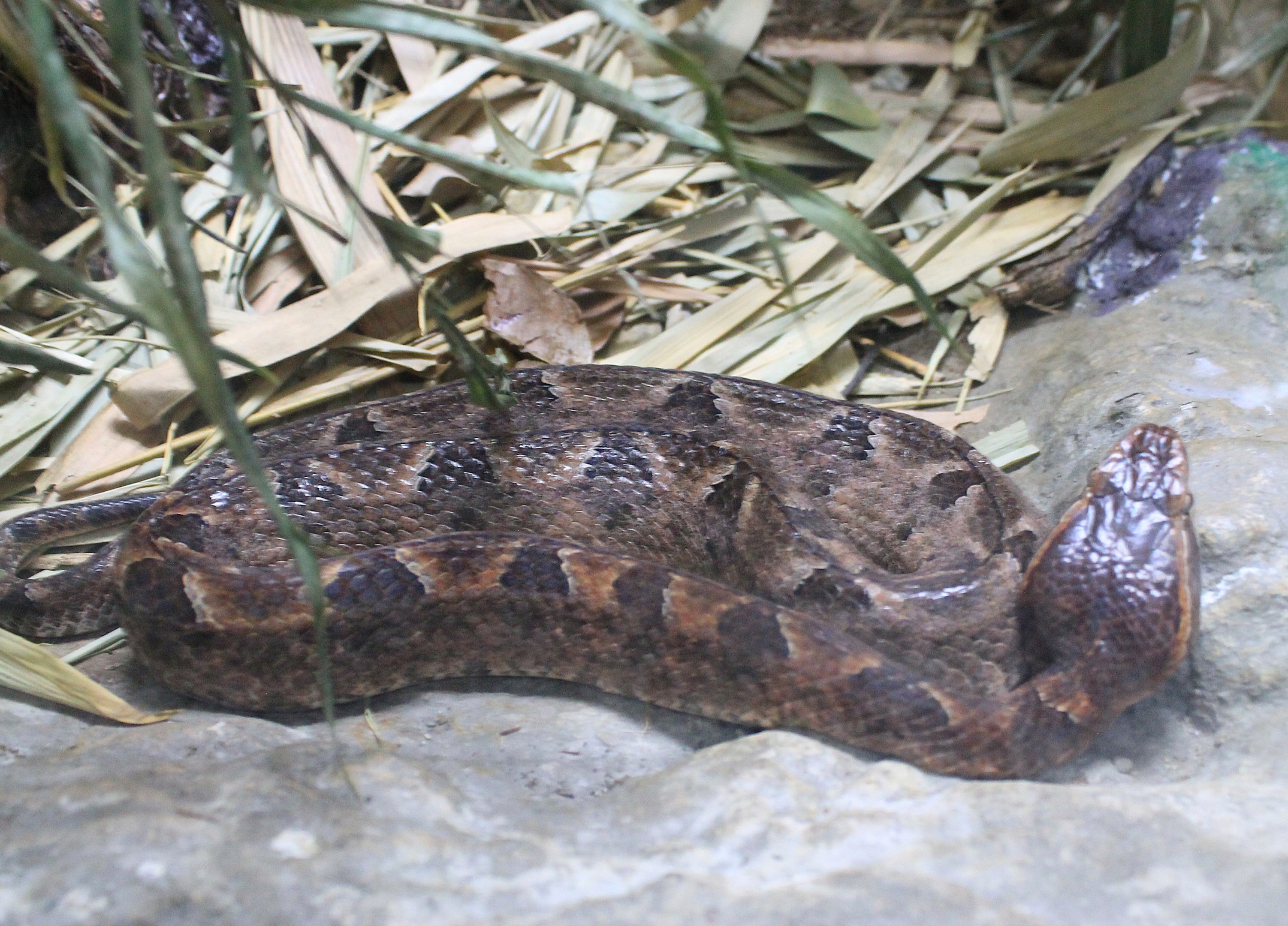 Malayan Pit Viper (Calloselasma rhodostoma)