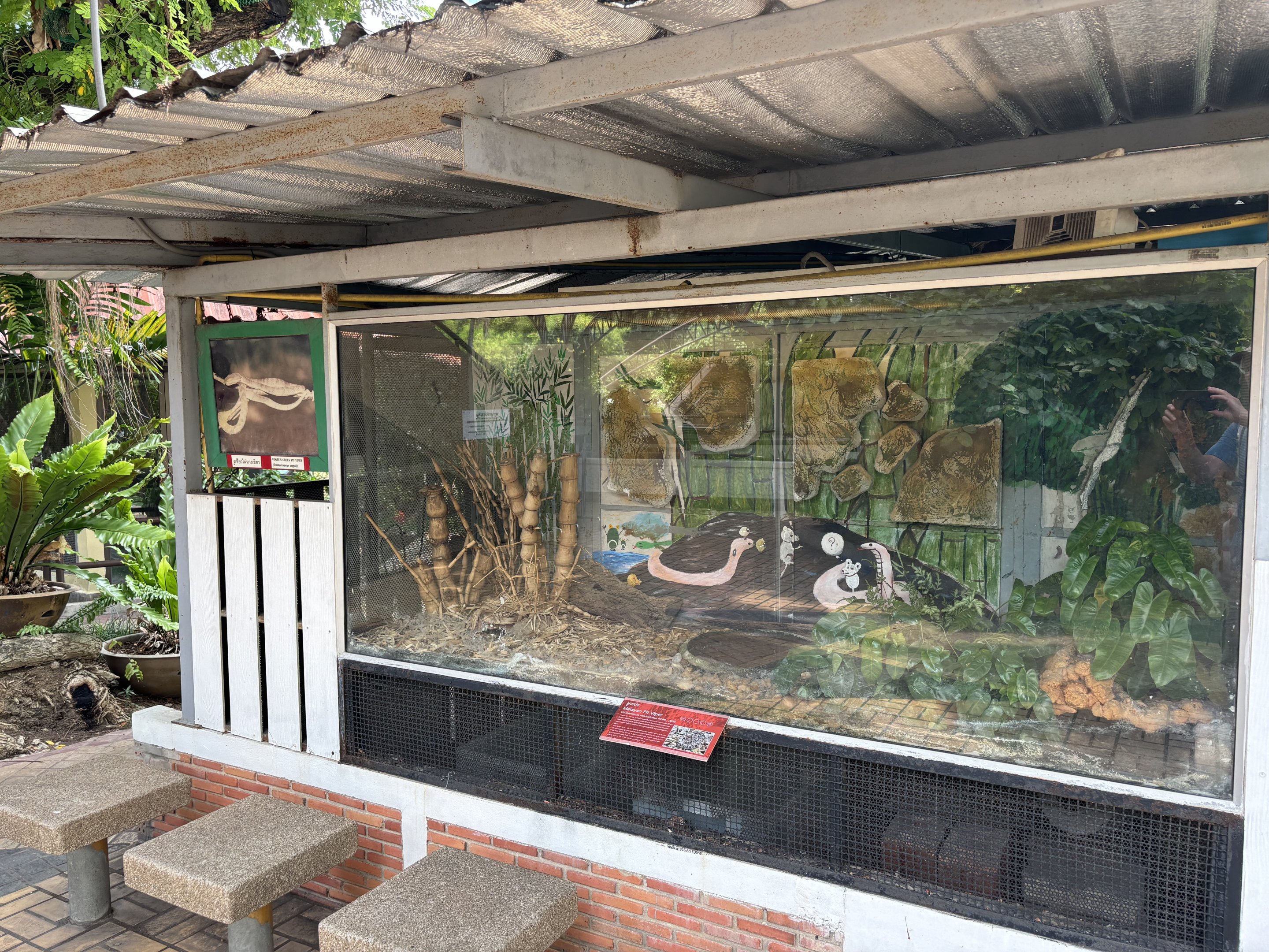 Malayan Pit Viper Exhibit