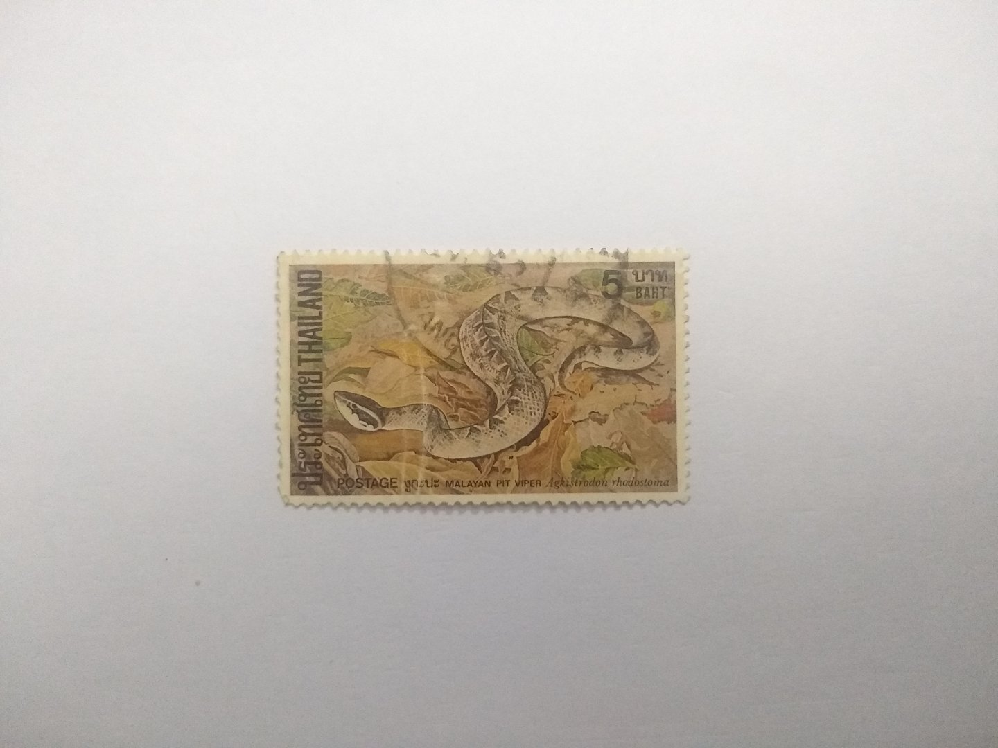 Malayan pit viper - Postage stamp Thailand