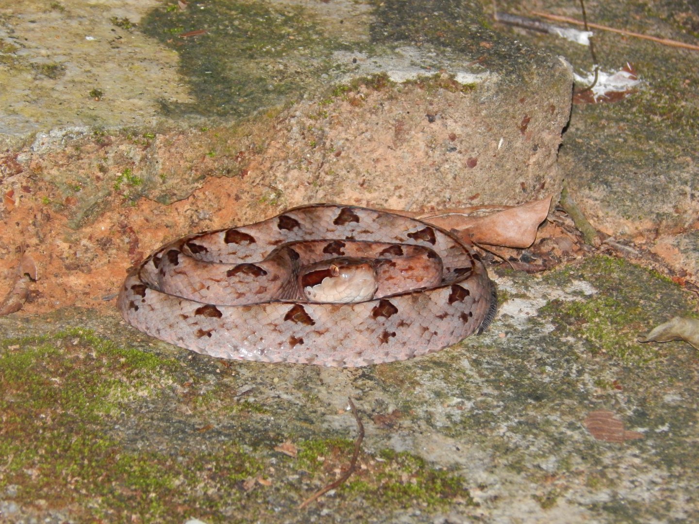 Malayan Pitviper (Calloselasma rhodostoma)