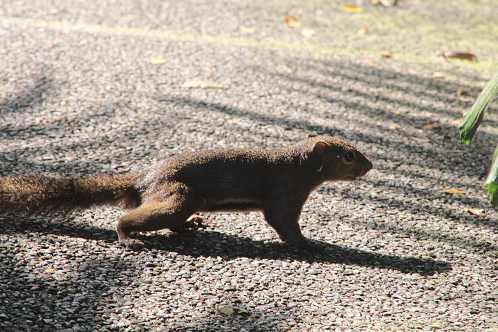 Malayan plantain squirrel  (Callosciurus notatus miniatus)