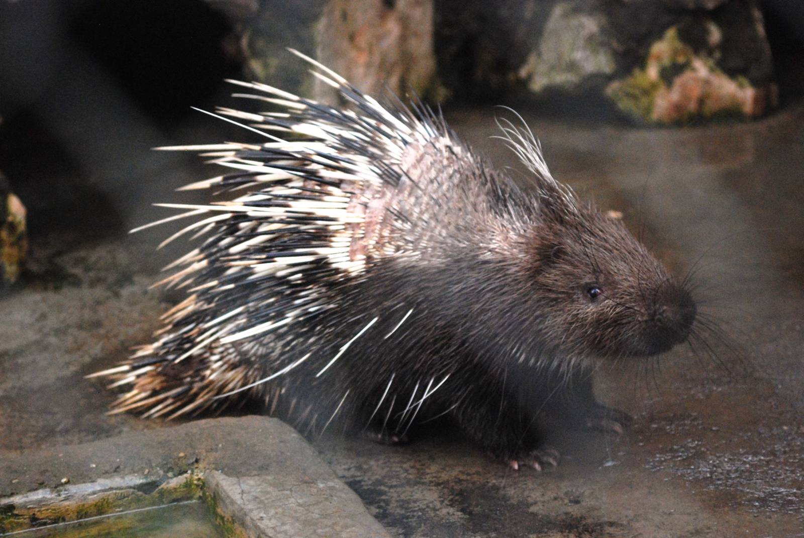 Malayan Porcupine at Hanoi Zoo, 15/03/12