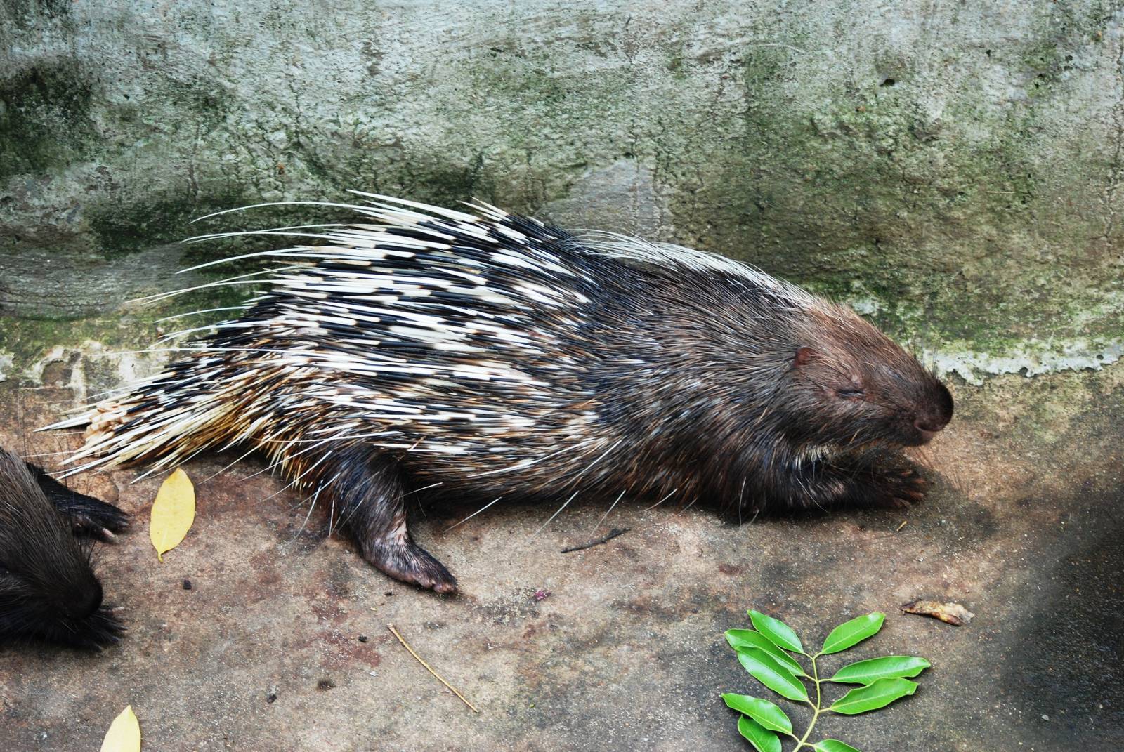 Malayan Porcupine at Saigon Zoo, 16/03/12