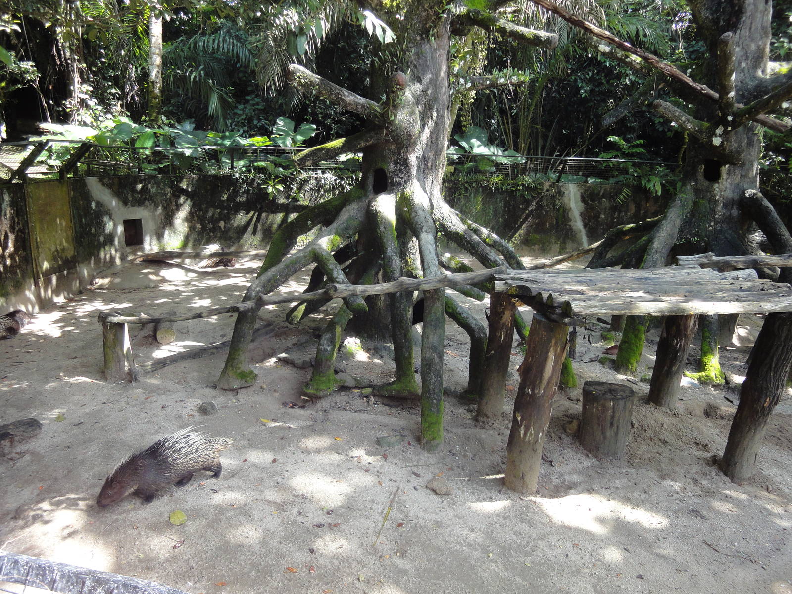 Malayan Porcupine Enclosure