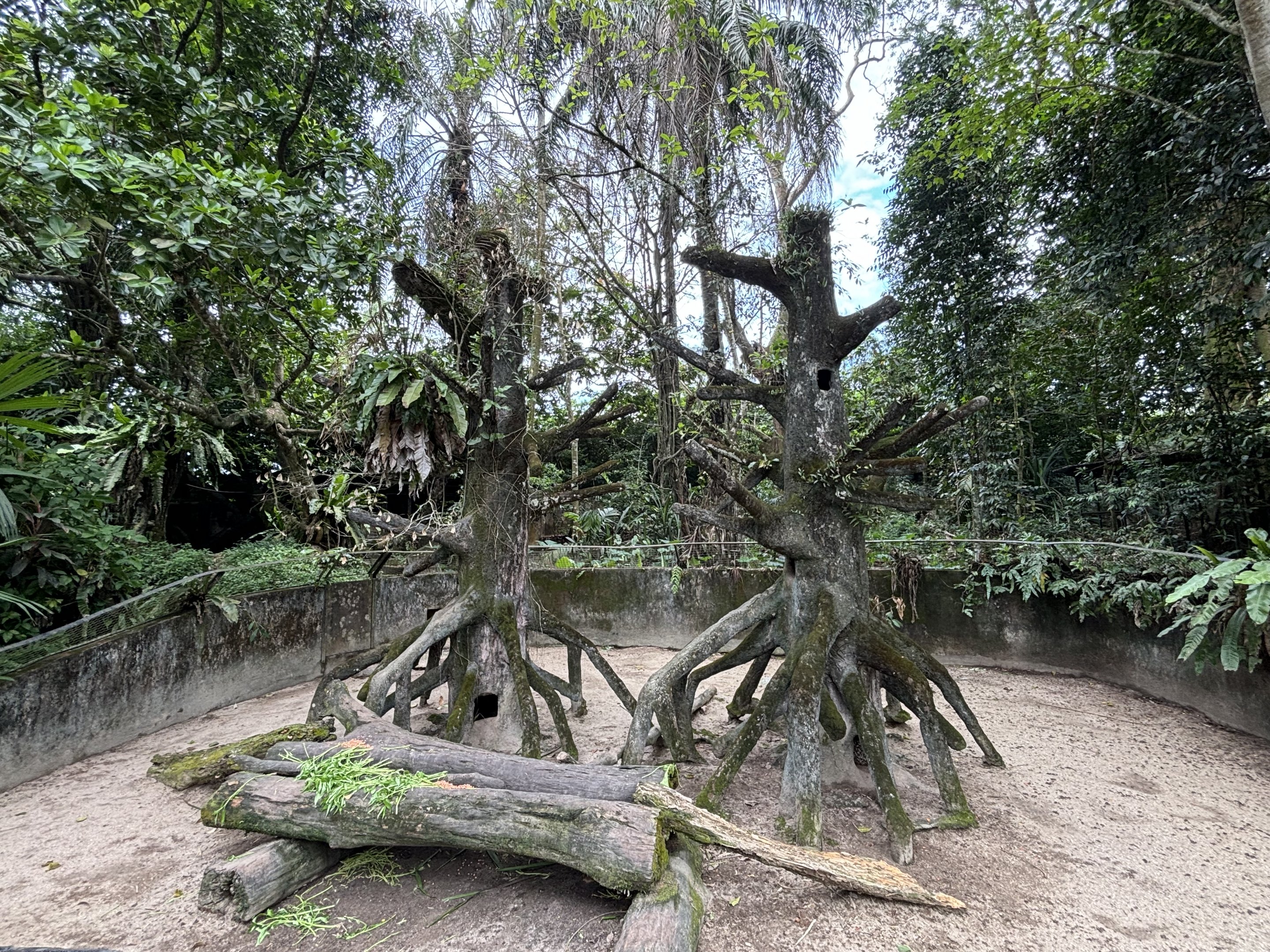 Malayan Porcupine Exhibit #1