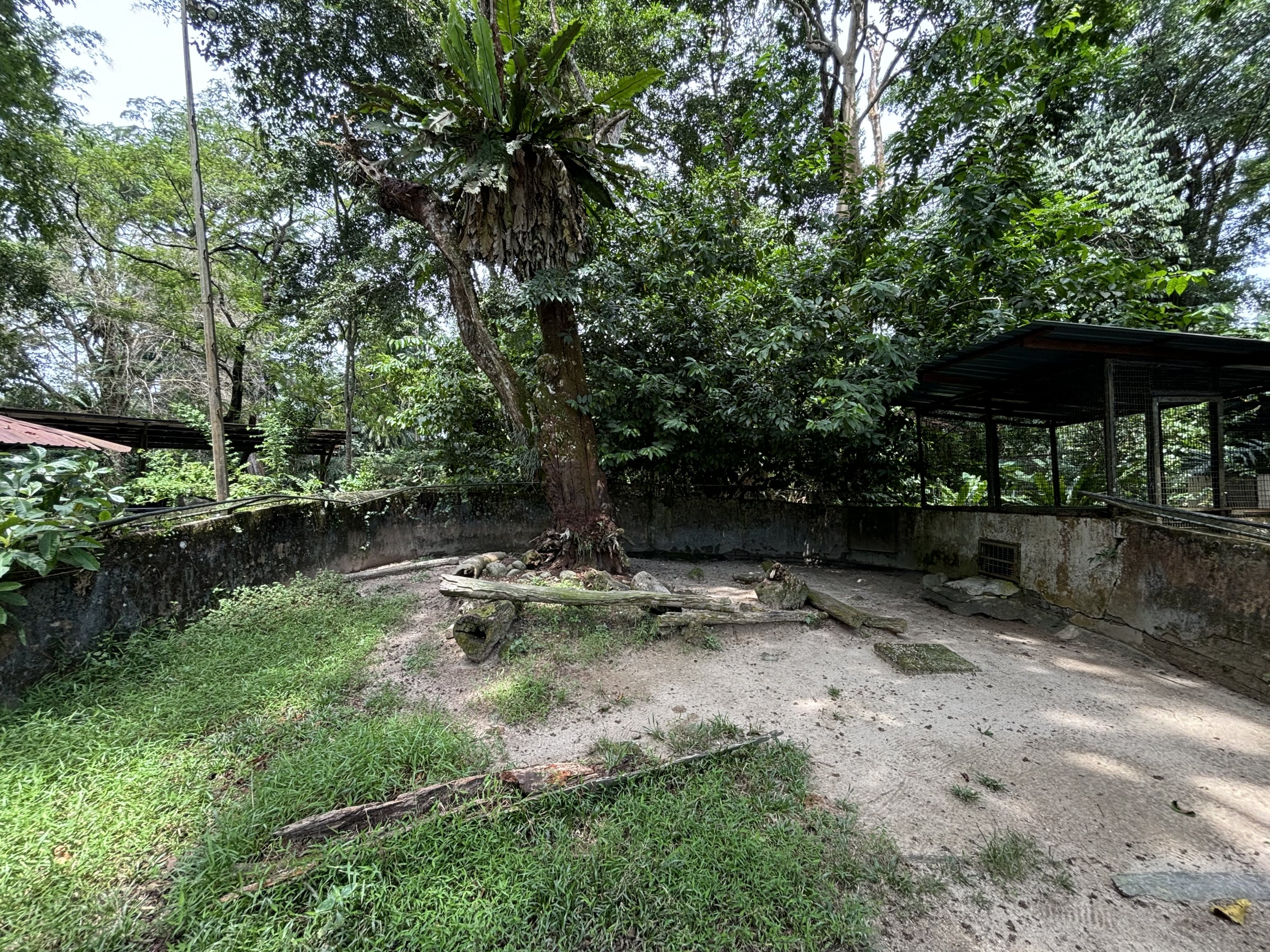 Malayan Porcupine Exhibit #2