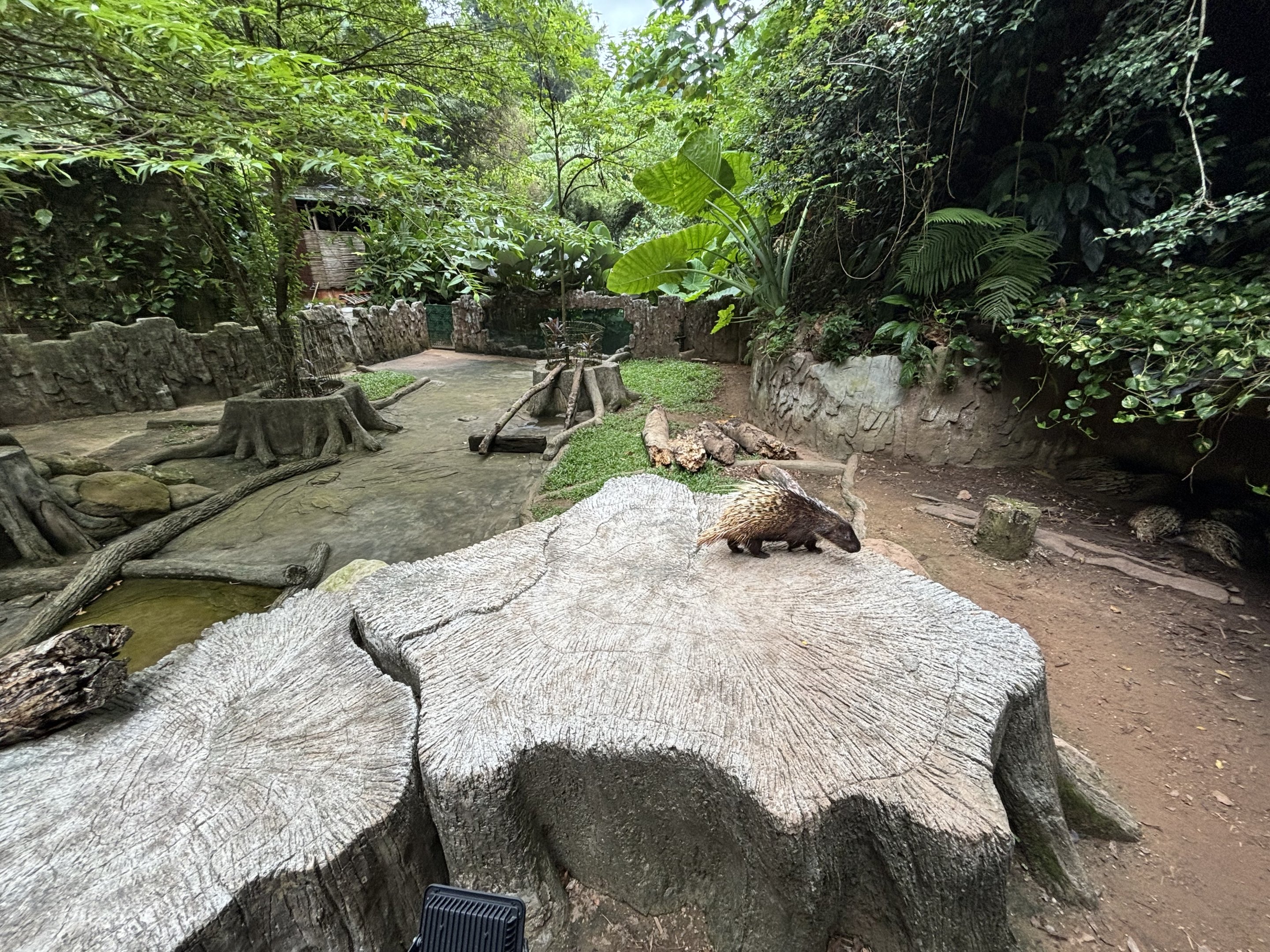 Malayan Porcupine Exhibit - Lost World of Tambun