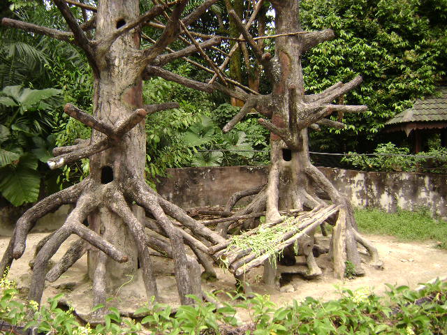 Malayan Porcupine Exhibit