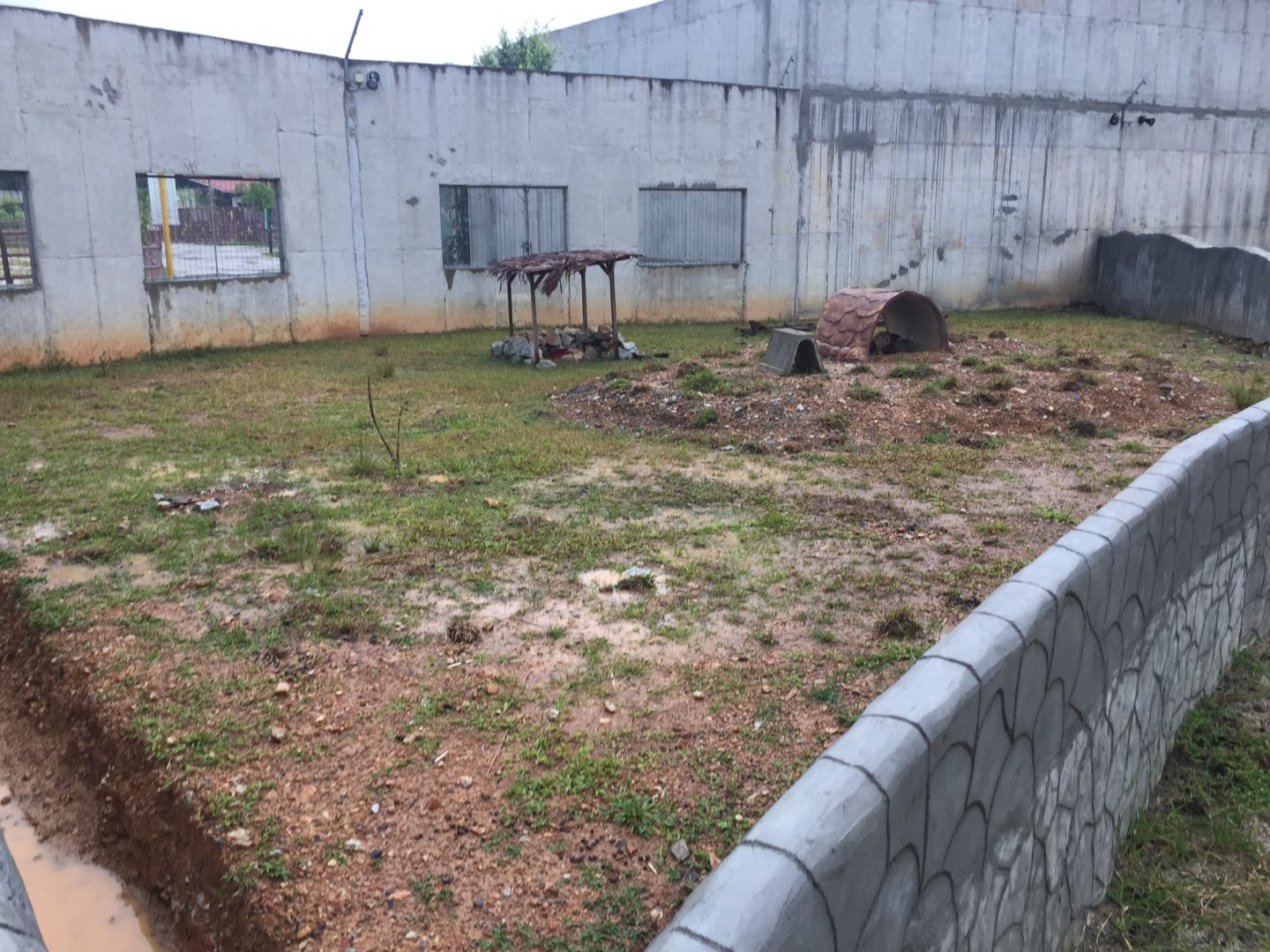 Malayan Porcupine Exhibit