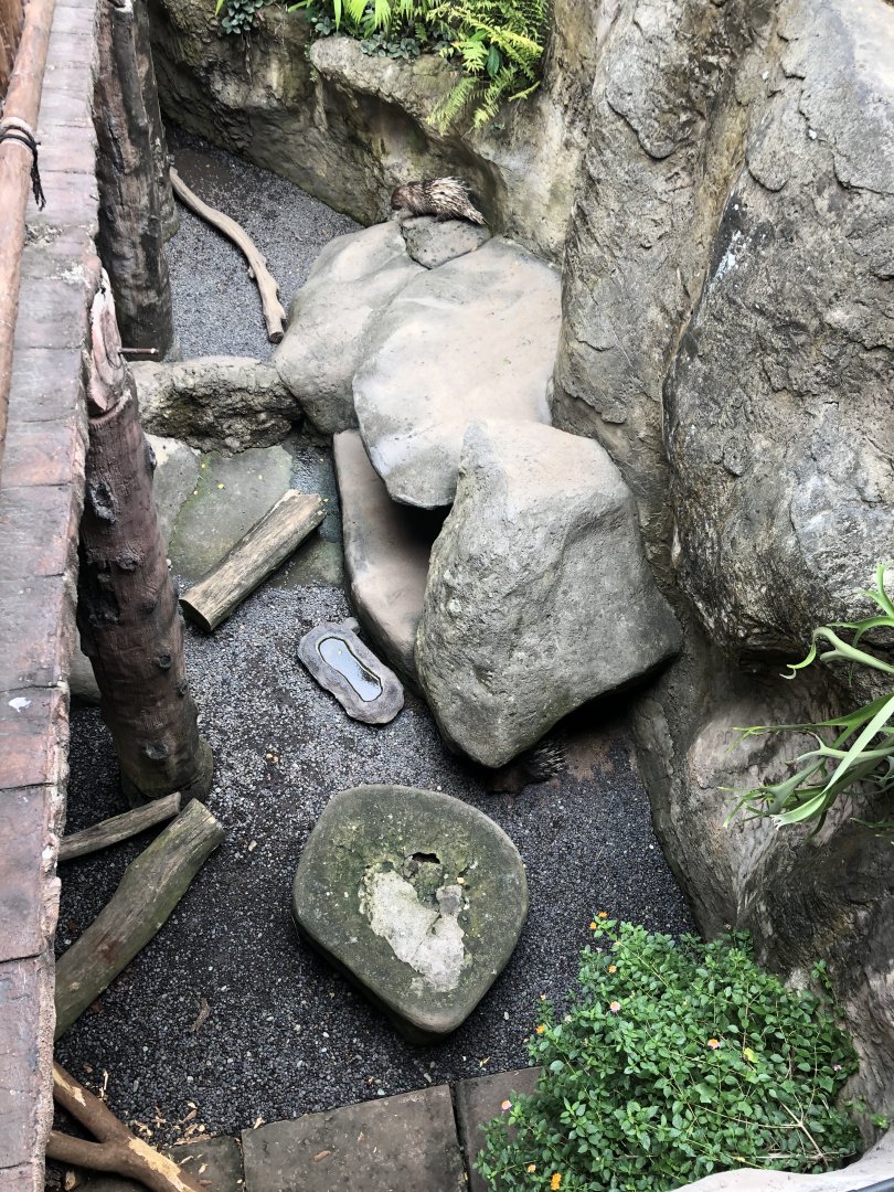 Malayan Porcupine Exhibit