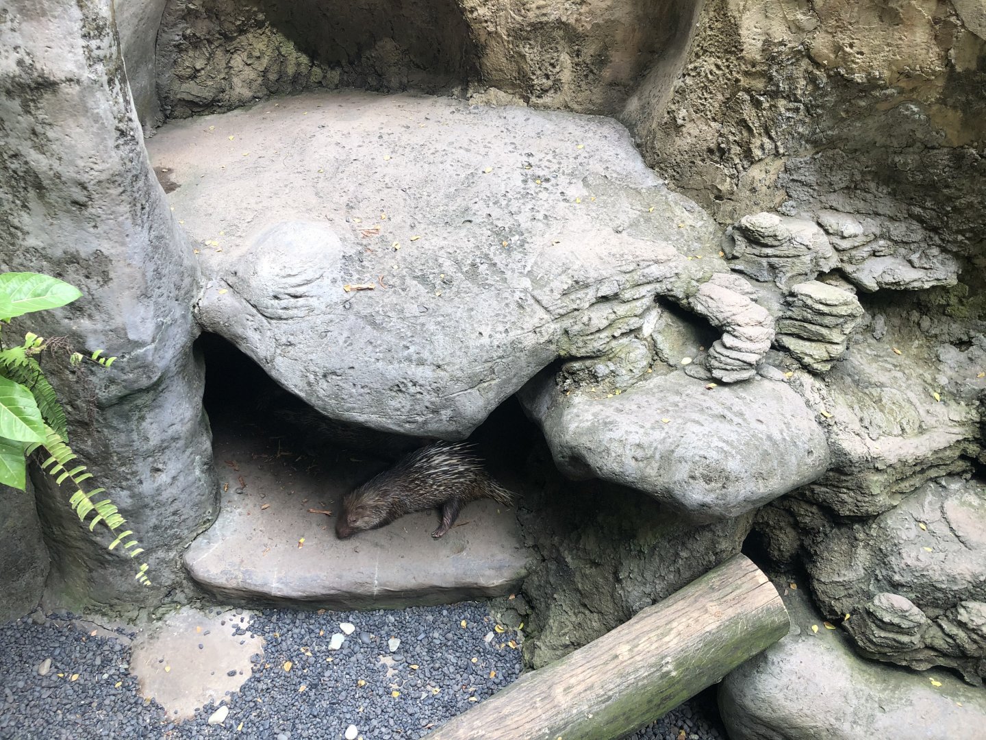 Malayan Porcupine Exhibit