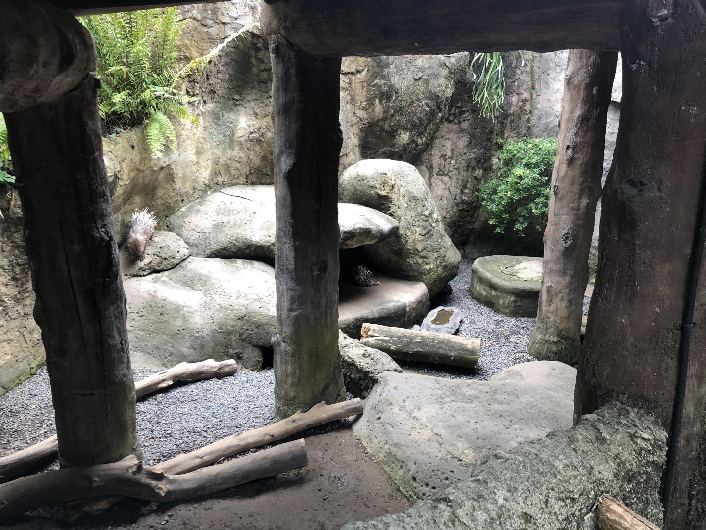 Malayan Porcupine Exhibit