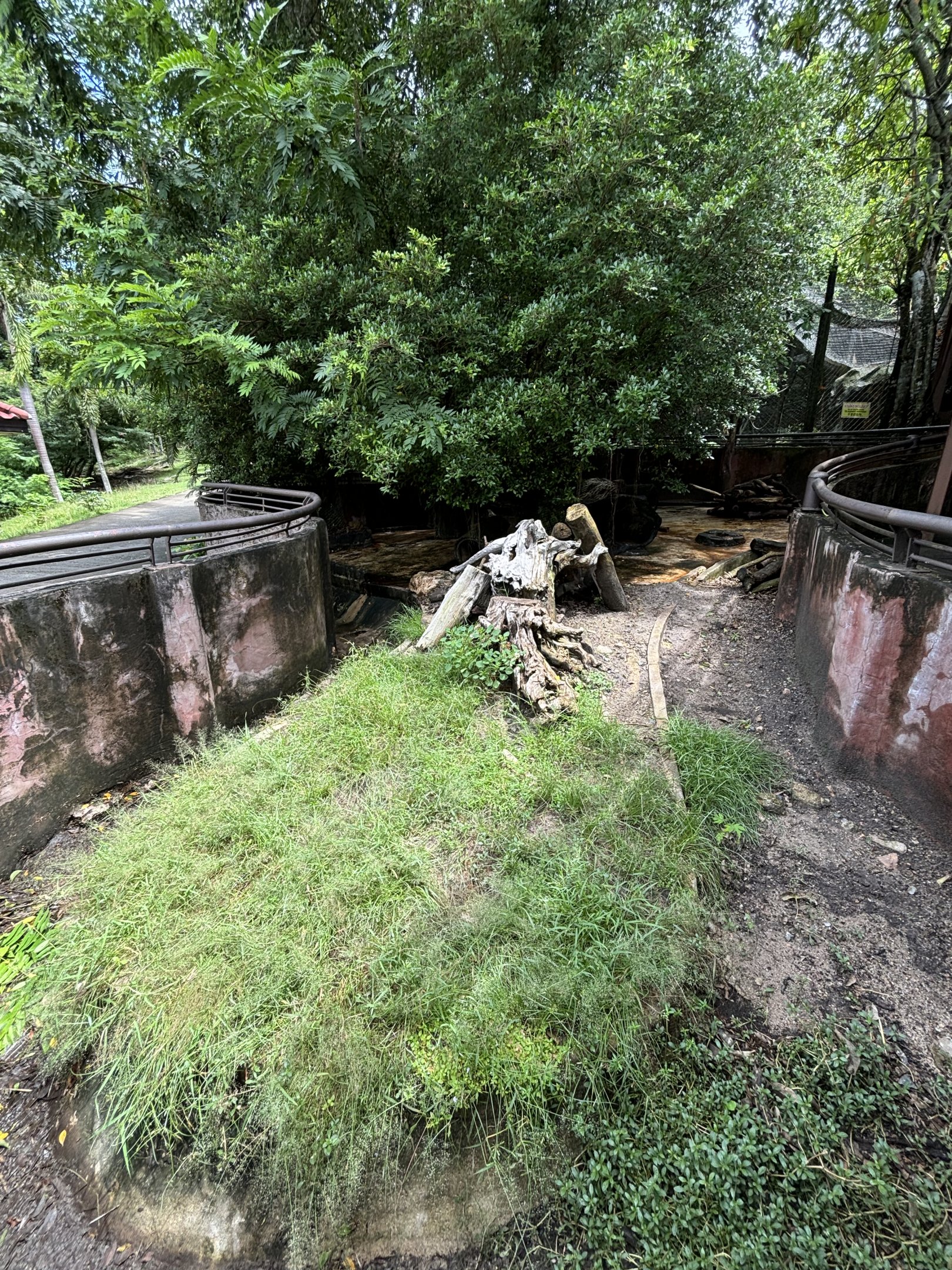 Malayan Porcupine Exhibit