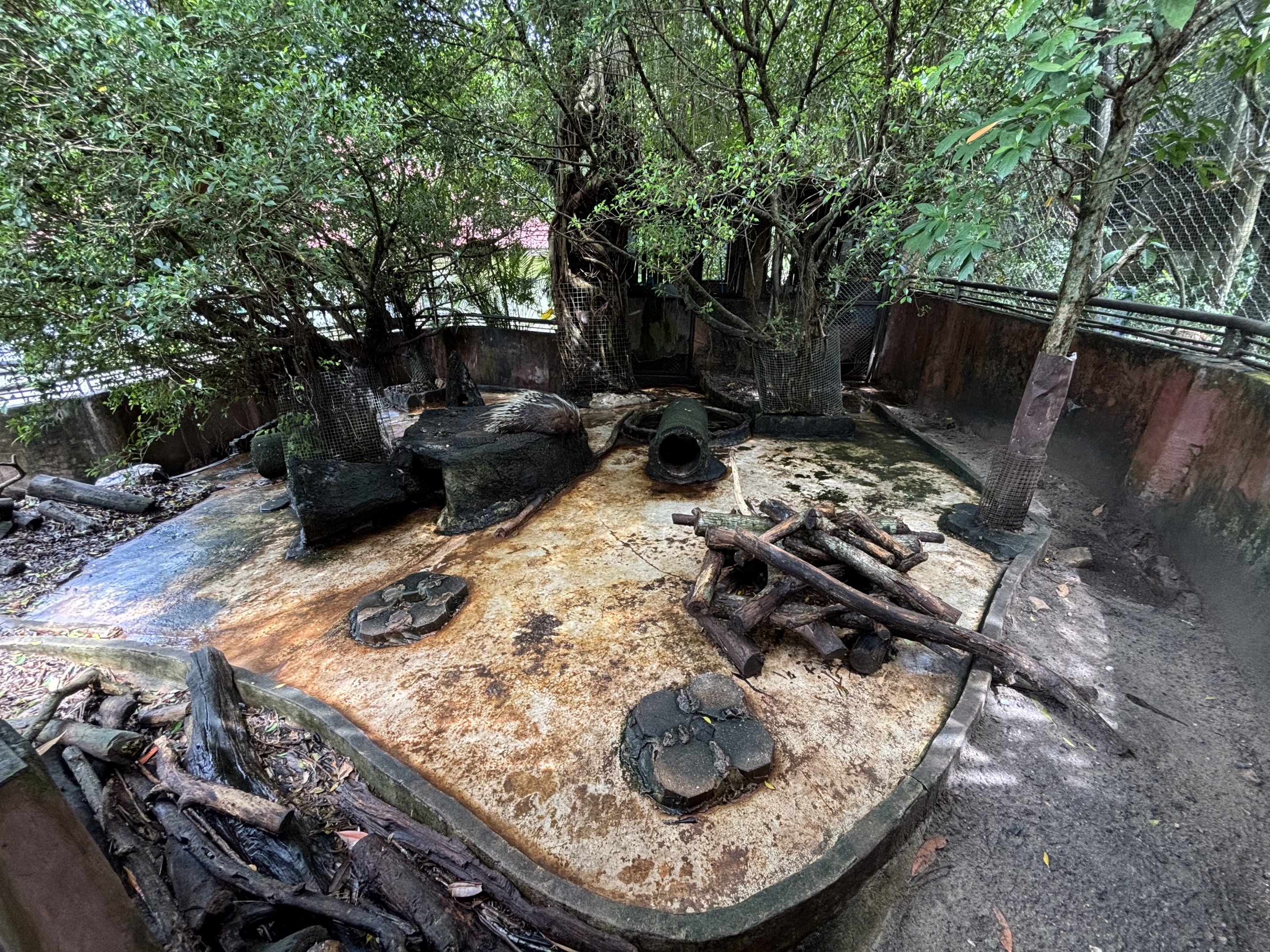 Malayan Porcupine Exhibit
