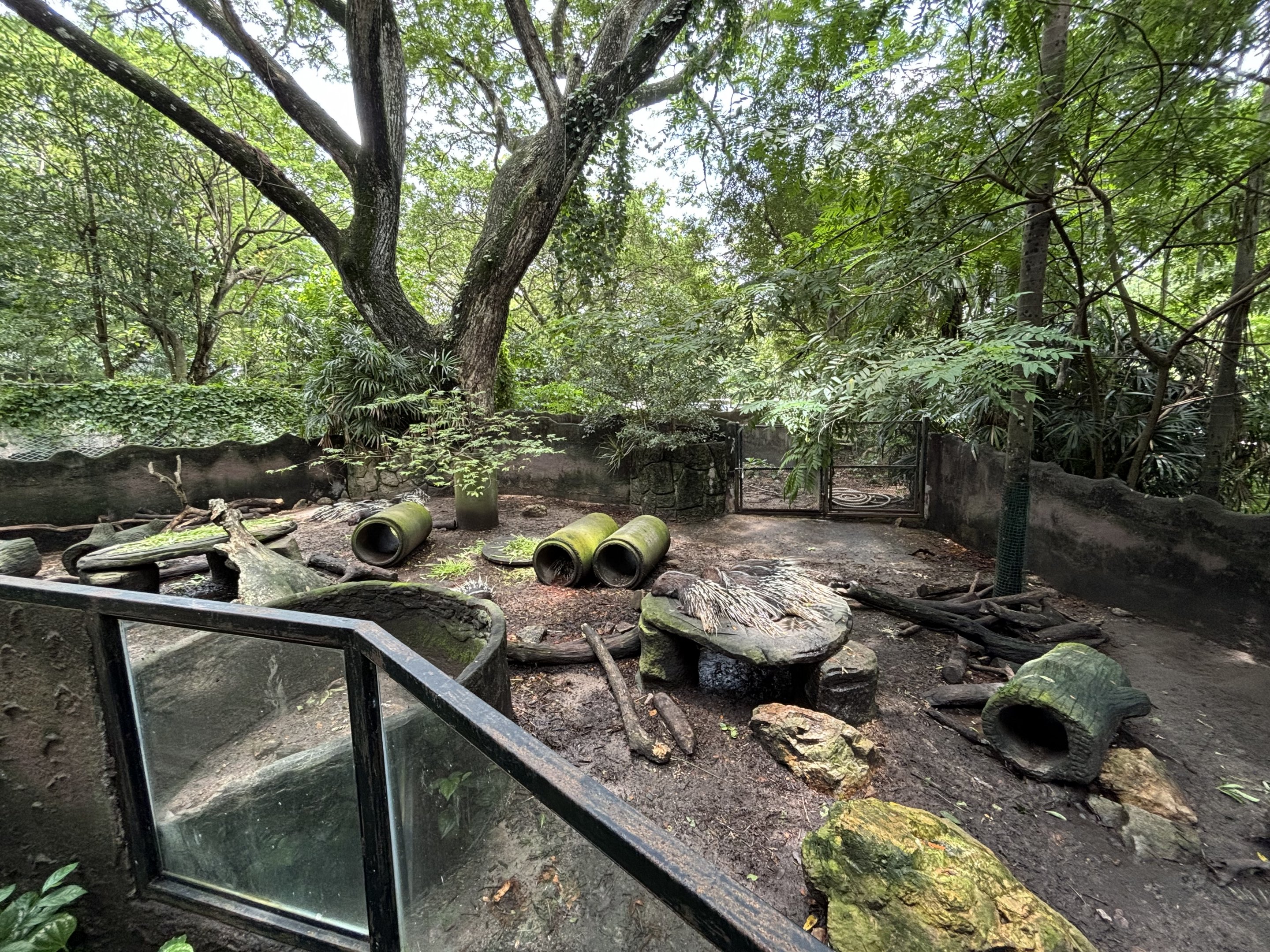 Malayan Porcupine Exhibit