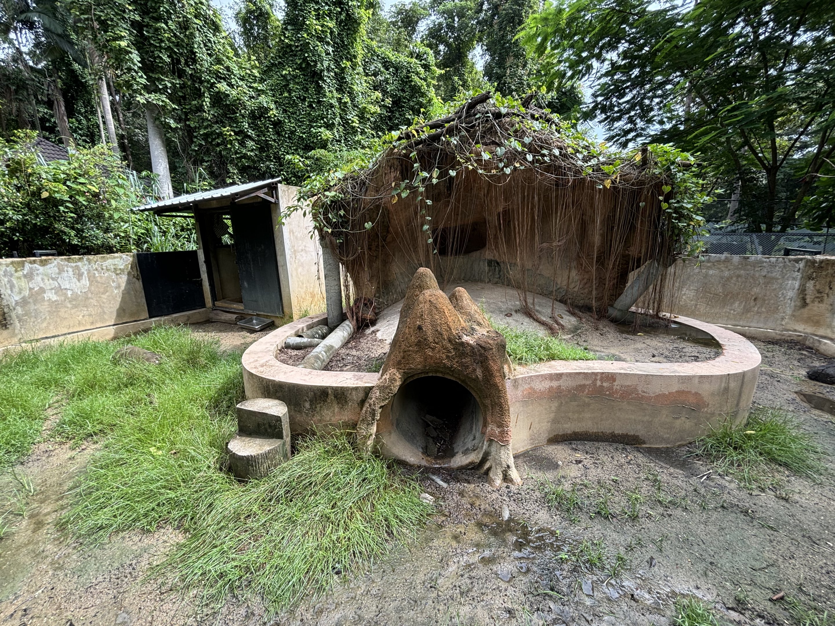 Malayan Porcupine Exhibit