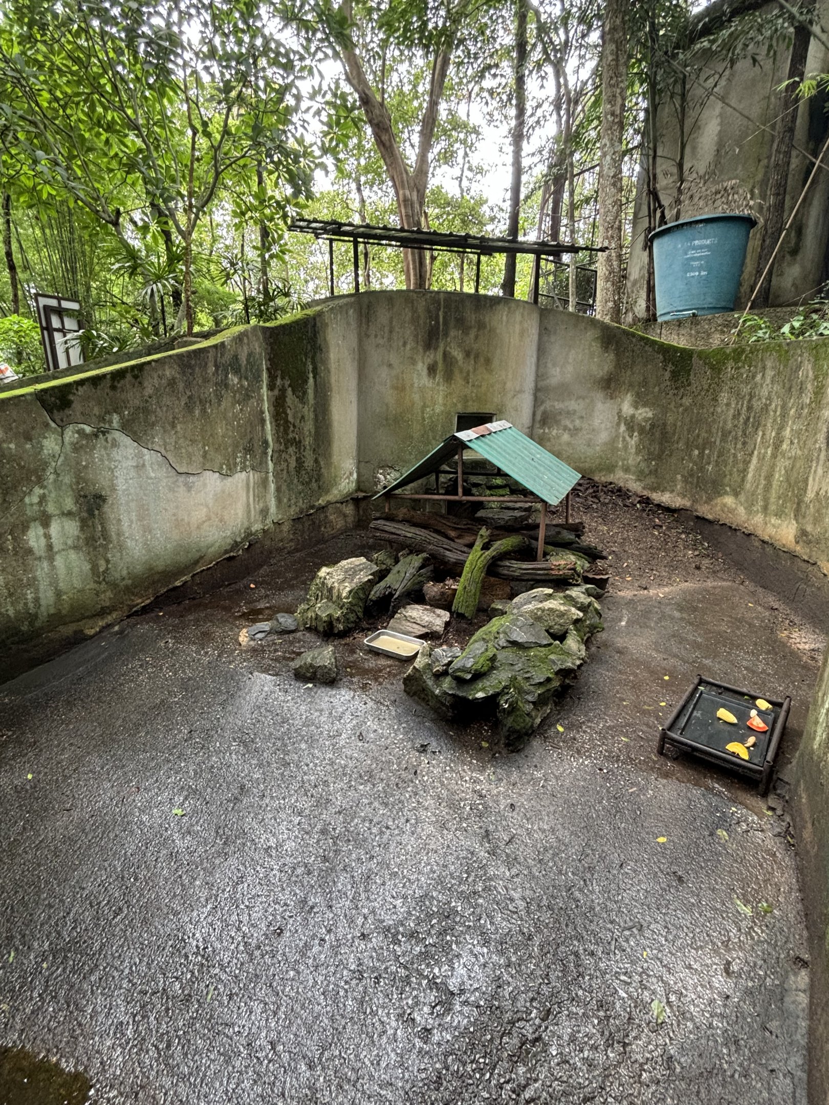 Malayan Porcupine Exhibit