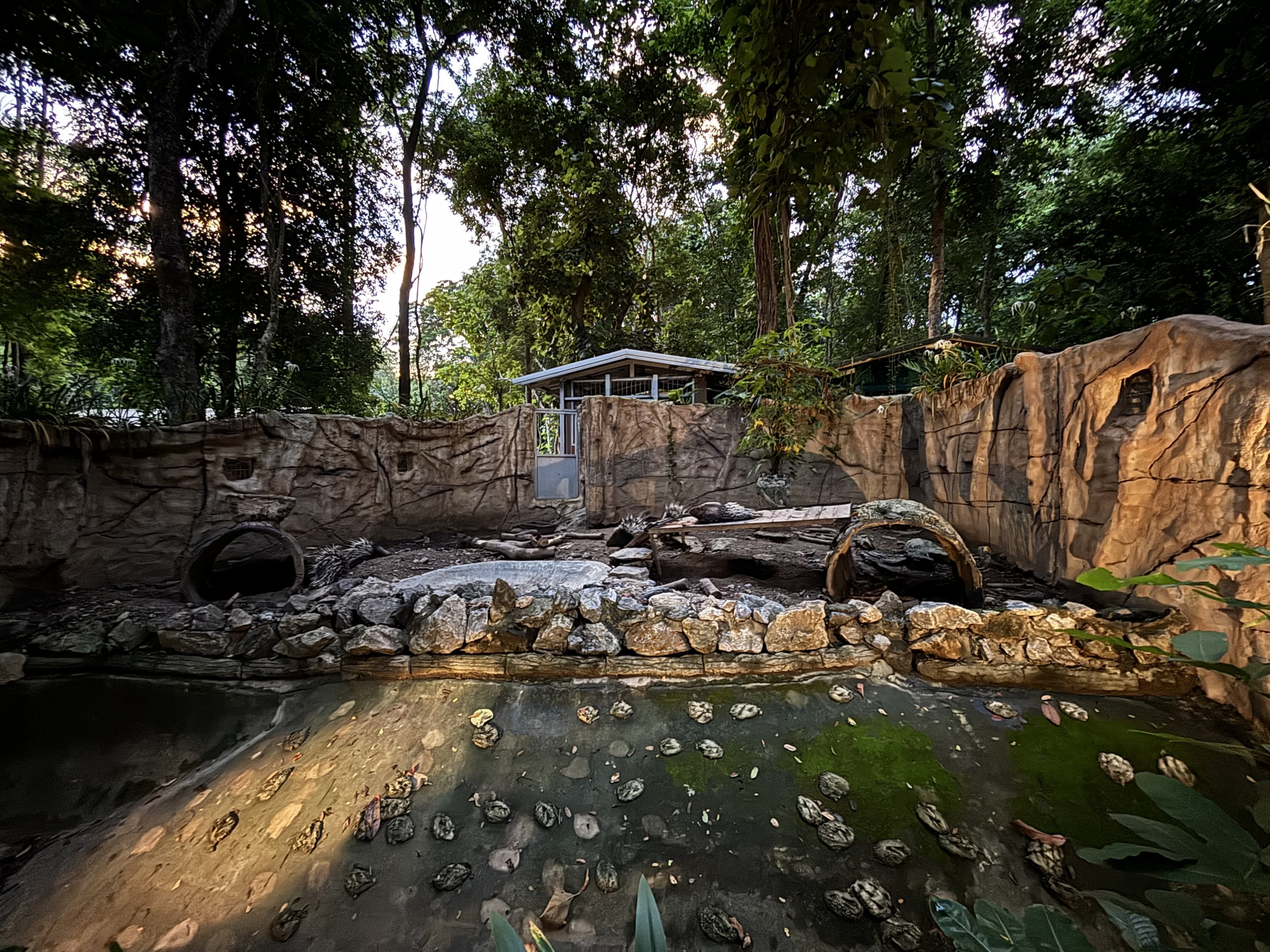 Malayan Porcupine Exhibit