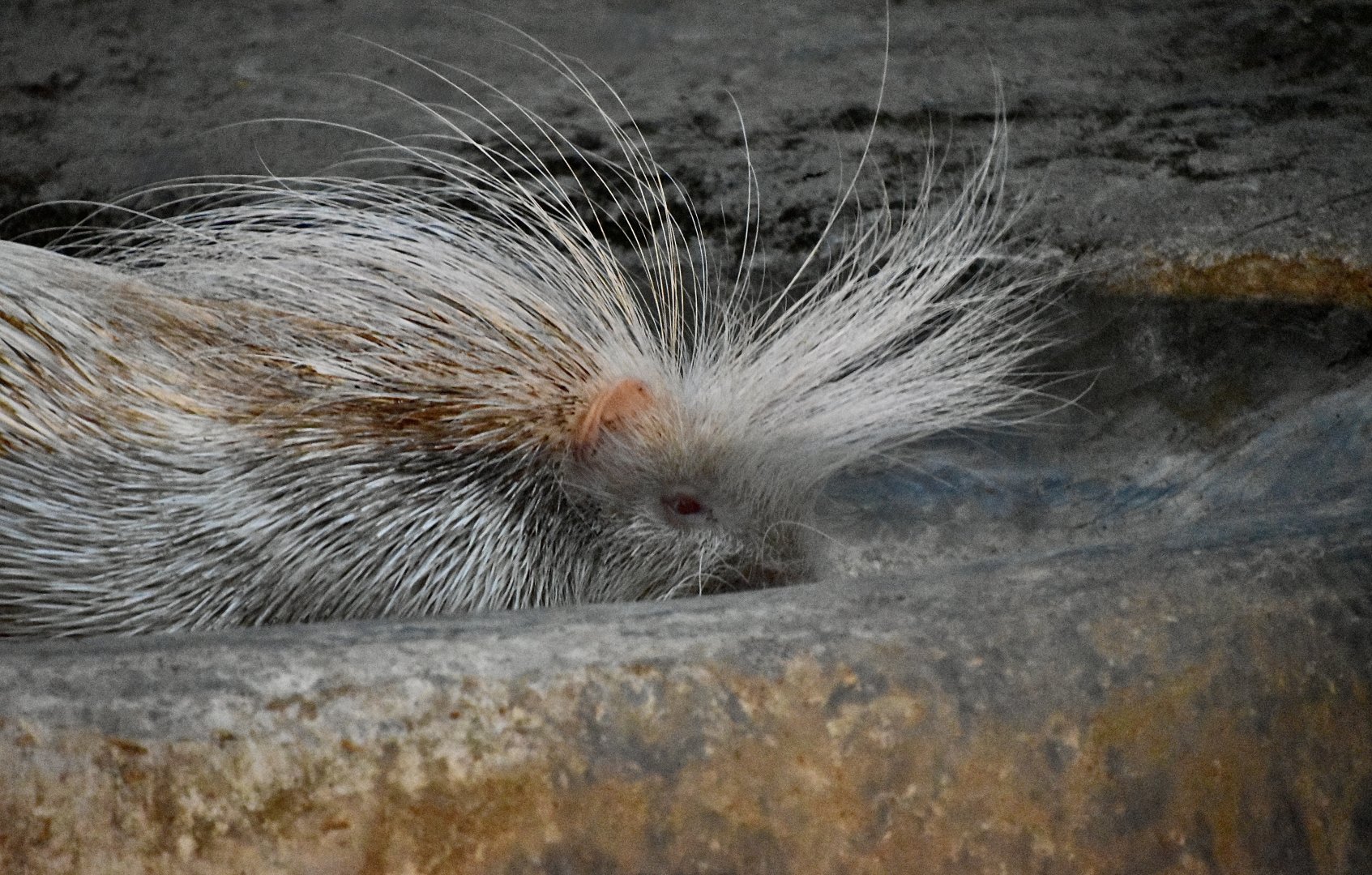 Malayan Porcupine (Hystrix brachyura) albino